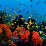 hq_coralreefs