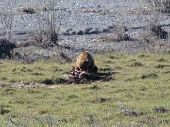 Grizzly with a caribou dinner