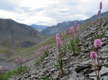 Pink Plumes in the Central Brooks Range