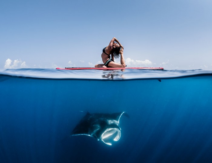 amy ippoliti ocean conservancy manta ray dive