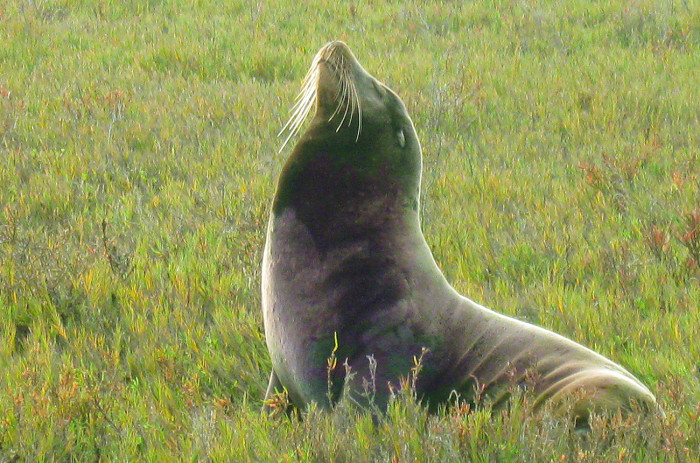 A stranded sea lion, nicknamed “Saps” was rescued by volunteers and successfully released into the Pacific the next day / photo: Charlie Costello