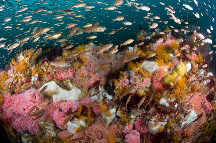 Sea life in the Cordell Bank National Marine Sanctuary thrives because it is in a marine protected area / image courtesy of the Cordell Bank National Marine Sanctuary